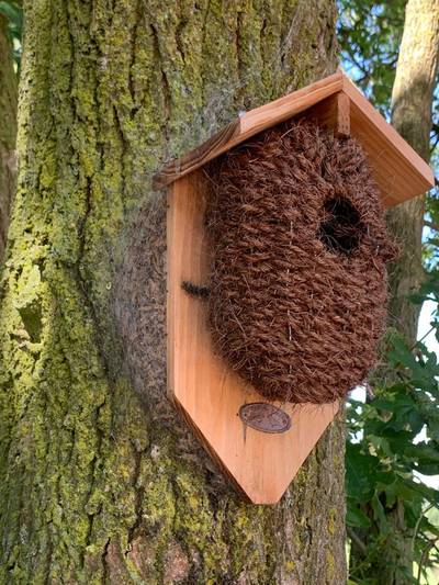 Bizar tafereel: eikenprocessierups verovert onderdak van natuurlijke vijand