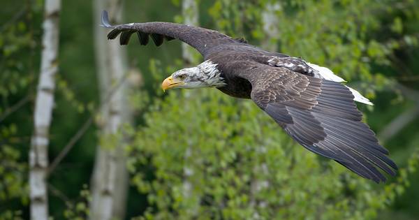 Roofvogelpark Topvogel in Diessen viert 10-jarig bestaan | Hilvarenbeek - BD.nl