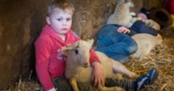 Lammetjes om verliefd op te zijn in Elspeet