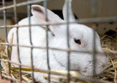 Dood konijntje met bebloed voorwerp gevonden in water: 'Dit zijn zieke geesten'