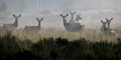 Ravenwandeling nieuw bij tweede editie Sagen en Legendentocht