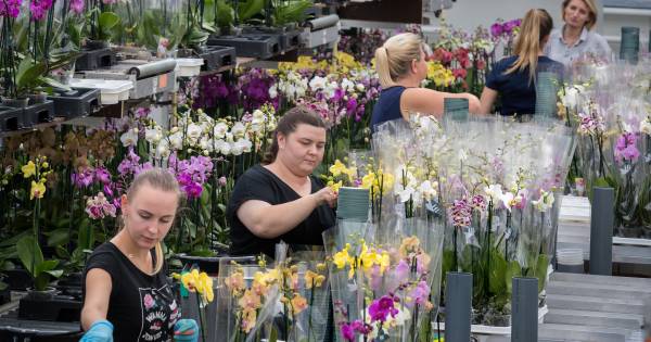 Arbeidsmigranten werken én wonen bij orchideeënkwekerij Hoog Bos, en dat ...