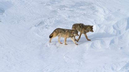 Verhitte discussie over uitstervende wolvenroedel: gaat ook de allerlaatste 'lone wolf' eraan?