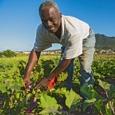 Een jaar na de ingreep heeft de laatste boer van Sint-Eustatius een idee voor een nieuw begin