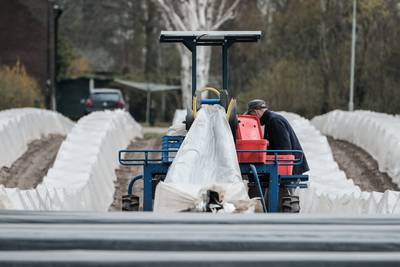 Aspergetelers houden ‘witte goud’ blinkend op het bord van de particulier