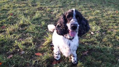 Ede overweegt verleggen hondenlosloopgebied