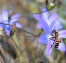 ‘Insectenapocalyps’ in Europa: ook insecten lijden onder de klimaatcrisis