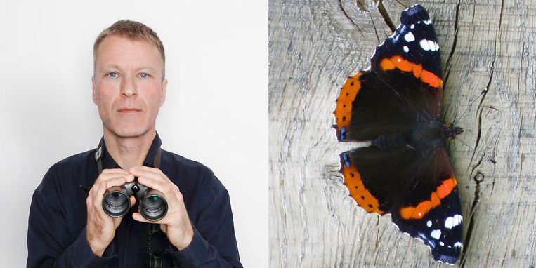 duurzaamheid&natuur Twee wespen, een hommel en een atalanta - Trouw