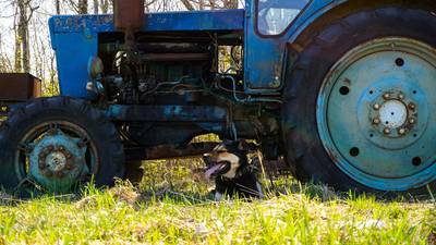Steenrijke Britse boer doodgereden door eigen hond