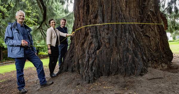 'Kabouterboom' in Beek is niet meer de dikste boom van Nederland - De Gelderlander