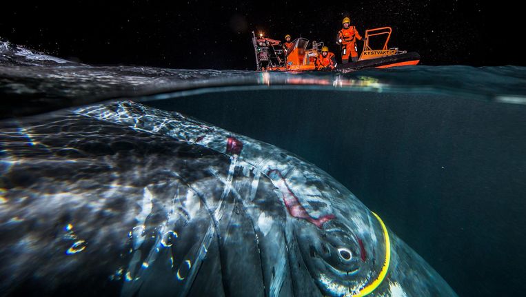Walvis 'Hacker' raakte verstrikt in een internetkabel - Volkskrant