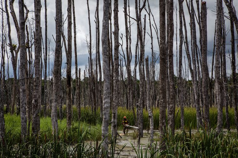 Limbah pertambangan yang tercemar merusak pohon-pohon di Papua Barat hingga mati.  Gambar Getty Gambar