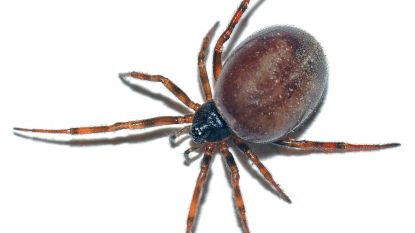 Ze ziet er gevaarlijk uit maar is het niet: maak kennis met 'de spin van het jaar'