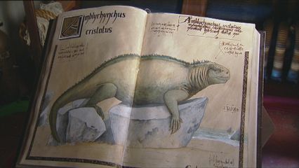 13. De Zeeleguaan