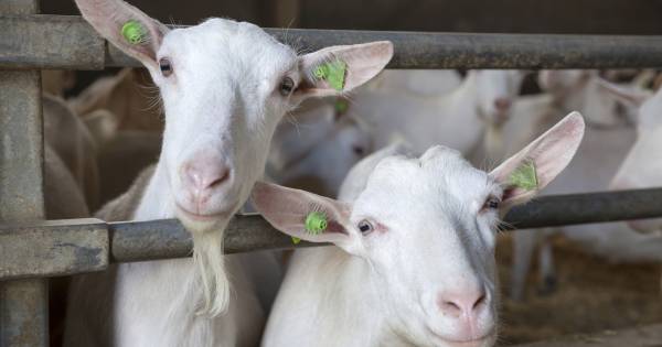 Gemeente Maasdriel: 'we kunnen vergunning voor geitenstal niet intrekken' - BD.nl