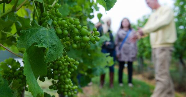 Oogst 2017 Kleine Schorre zit in de fles