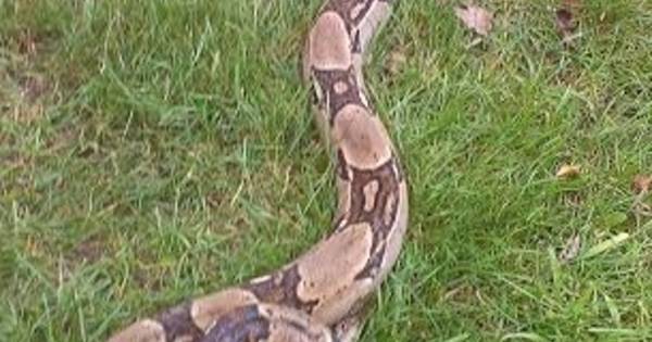 Boa constrictor gevonden in Vennengebied - De Gelderlander