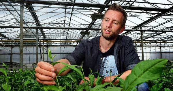 Zo lukte het Johan om thee te laten groeien in ons land - AD.nl