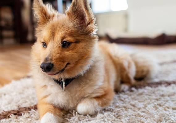 Zó krijg je alle honden- of kattenharen uit het tapijt