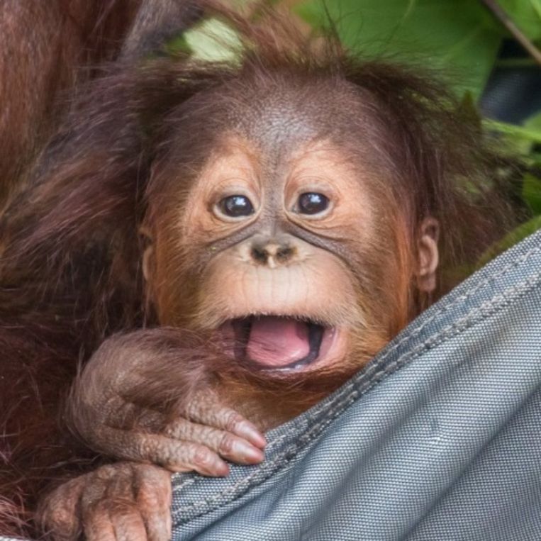 Welp Kleine orang-oetan Sungai gestorven in Pairi Daiza | Dieren SR-83