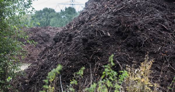 Amerikaanse trosbosbes blijft plaag voor Peel
