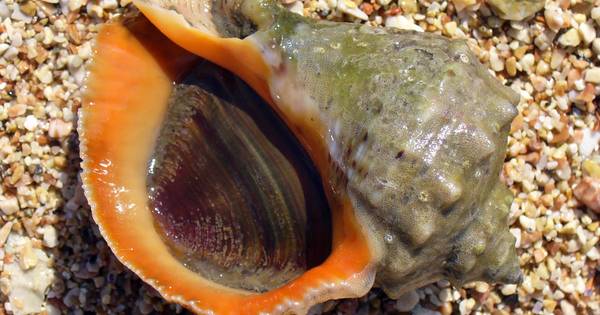 Nieuwe slak ontdekt in Oosterschelde die de oesterkweek kan bedreigen - BN DeStem