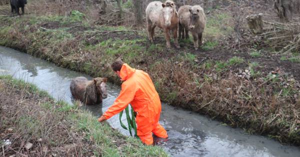 Brandweer rukt uit voor pony in de sloot