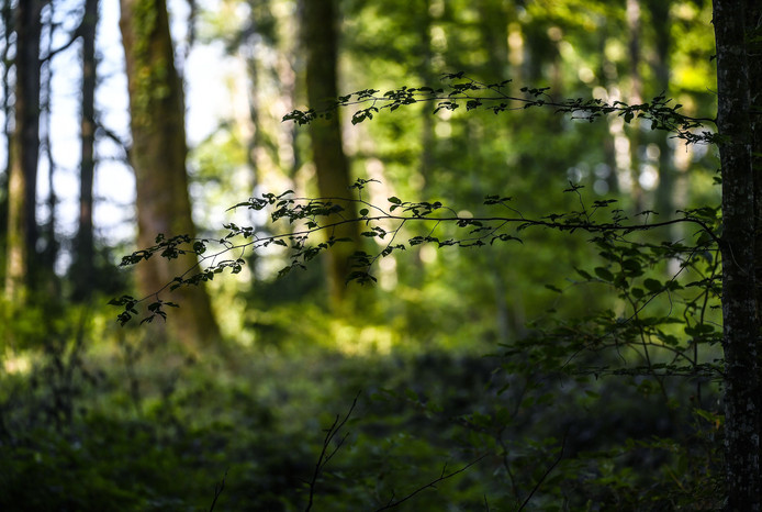 Une Femme Enceinte Tuée Par Des Morsures De Chiens Lors D