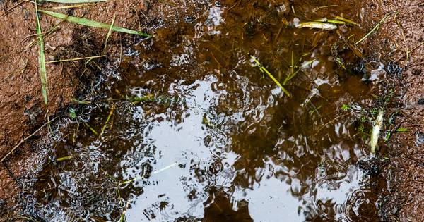 Droogte funest voor zeldzame beekvissen: 'Een rampscenario' | Binnenland - AD.nl