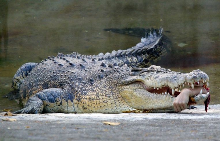 Krokodil rukt arm af, chirurg herstelt | Bizar | HLN