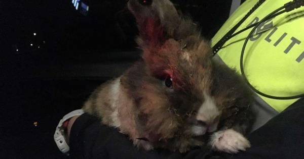 Apeldoorner (31) krijgt taakstraf voor in brand steken van konijn Anna.