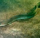 Knelpunten beletten Vlaamse vissen stroomopwaarts te zwemmen