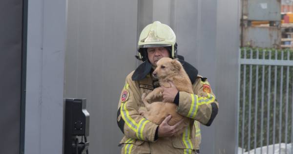 Brandweer redt twee honden bij brand in Rijssen  "Top mannen, weer twee levens gered!" .