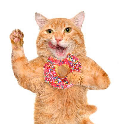 Kat op heterdaad betrapt tussen de donuts