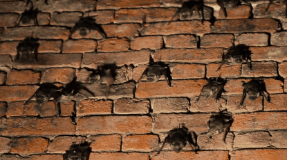 VIDEO: 'Bat lady' woont samen met honderden vleermuizen