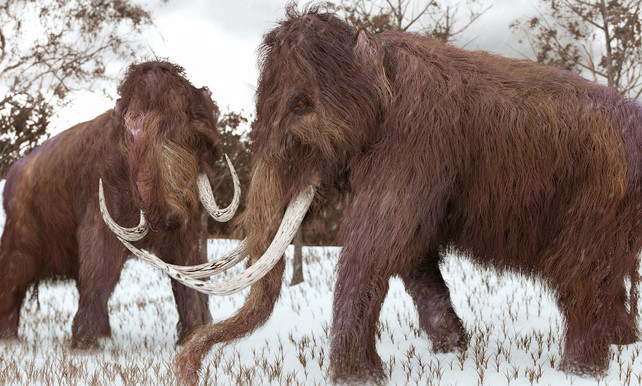 DNA-onderzoek toont aan waarom laatste wolharige mammoeten uitstierven