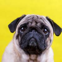 Schattig! Ook honden kunnen huilen van geluk
