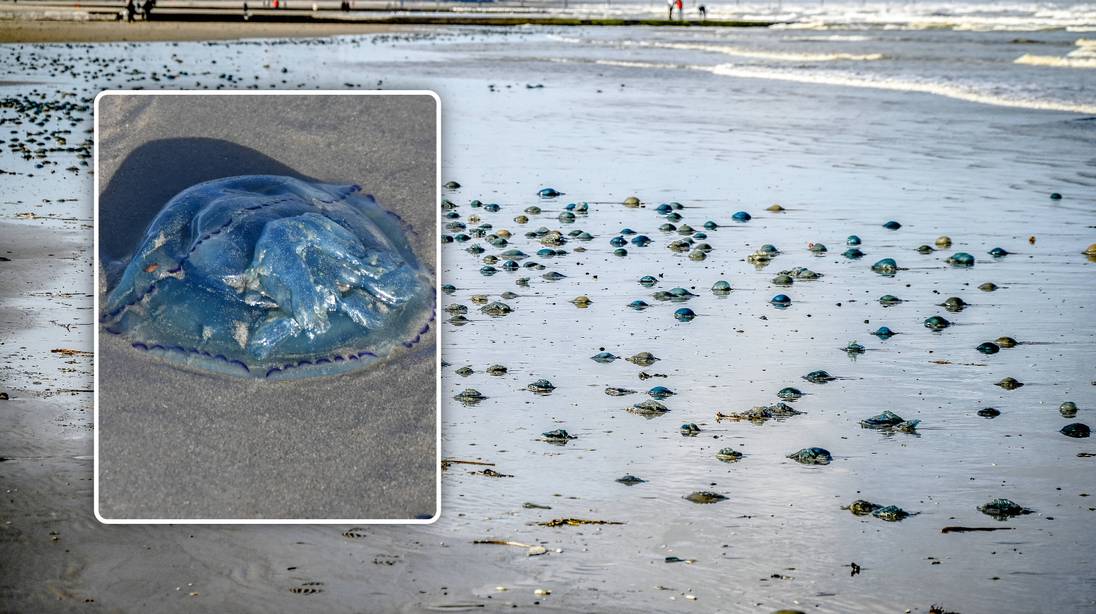 KIJK. Blauwe kwallen spoelen massaal aan op strand in Middelkerke na storm Austen