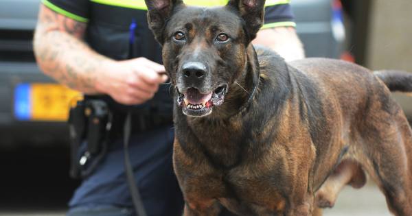Politiehond Barry pakt koperdief in bossen bij Grevelingenmeer