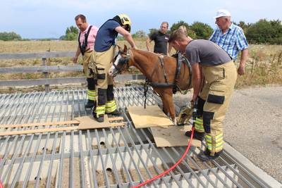 Brandweer bevrijdt paard uit wildrooster in Gendt