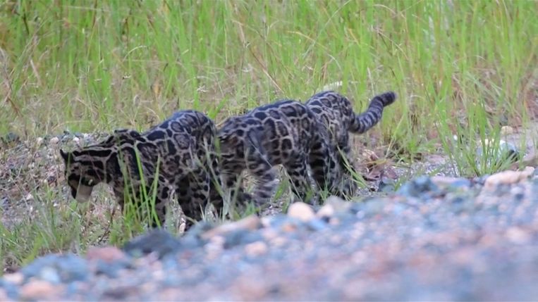 De Borneose nevelpanter komt alleen maar voor op de eilanden Borneo, Sumatra en Batu. De panters zijn heel zeldzaam en worden niet vaak gespot. 