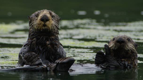 America the Beautiful: Mighty Northwest