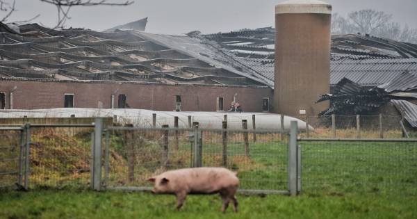 Stalbrand Biezenmortel begon waarschijnlijk in werktuigloods: 'De brand is immens geweest' - BN DeSt