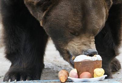 Roemenië opent berenjacht: dierenvrienden furieus
