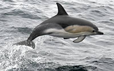 Seksueel gefrustreerde dolfijn terroriseert Frans strand