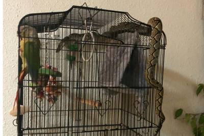 Kaketoe Nikki schrikt zo van python dat ze haar fluitje verliest