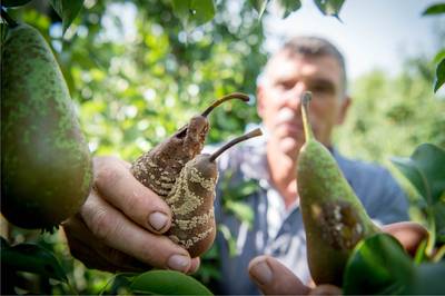 Fruittelers houden vergoeding voor 'vogelschade'