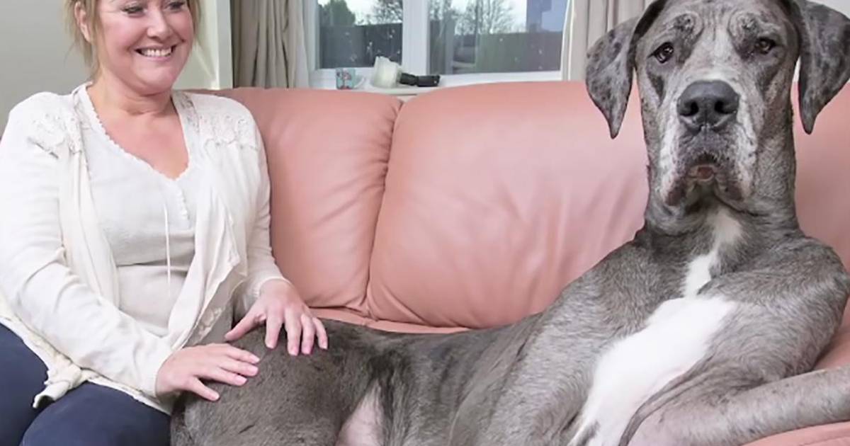 Megadog Freddy officieel grootste hond ter wereld | Bizar | AD.nl