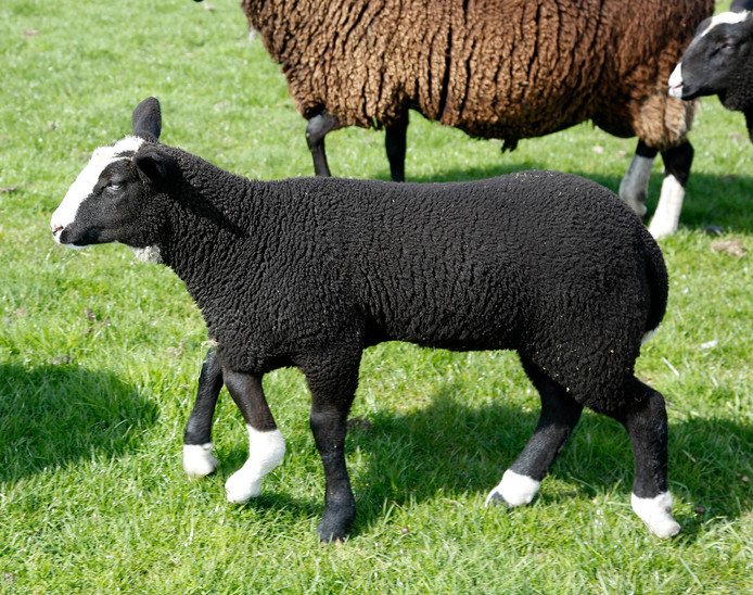 Five-legged lamb Adèle Five-legged lamb Adèle