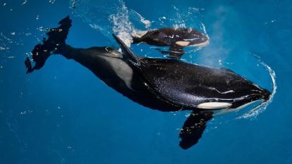 Florida wil orka-shows verbieden met nieuwe wet